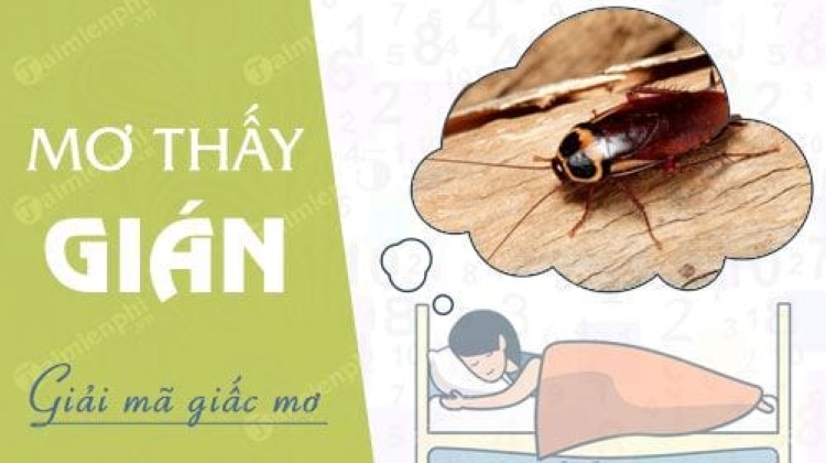 Các con số thích hợp để cược nếu mơ thấy gián