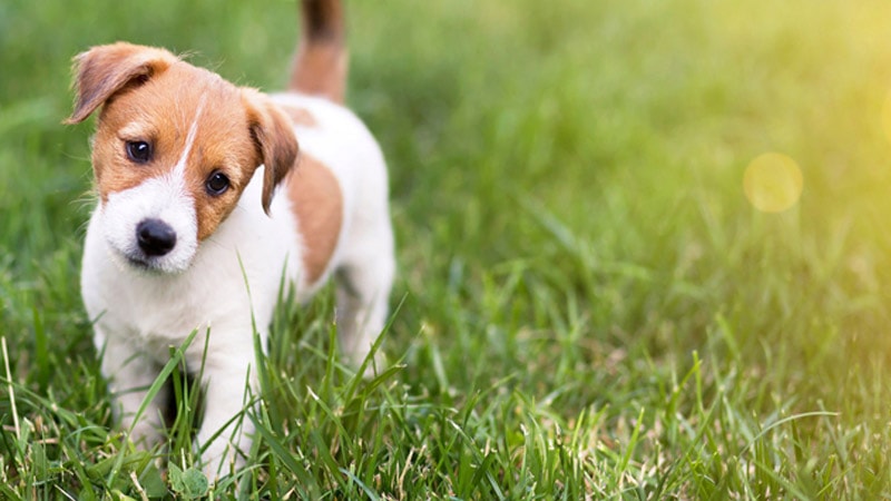 Các trường hợp mơ thấy chó thường xuất hiện