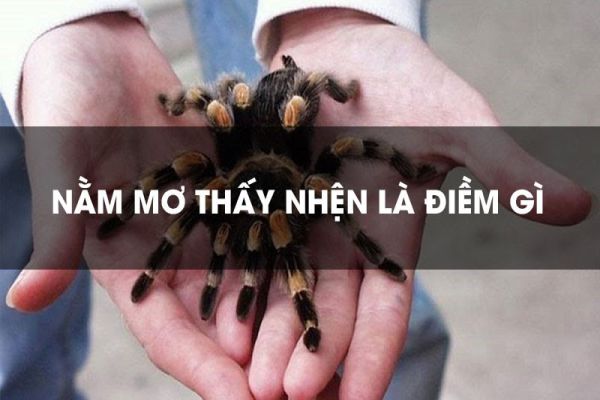 Đêm mơ thấy nhện hôm sau đánh con gì dễ trúng