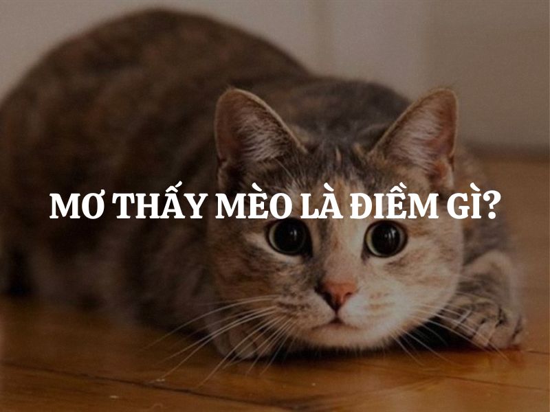 Những số game thủ nên đánh cược khi mơ thấy mèo