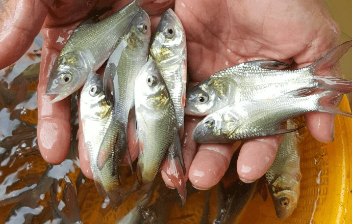 Mơ thấy bắt cá - Giấc mơ phản chiếu nhu cầu tự mình nắm cơ hội Mơ thấy bắt cá - Giấc mơ phản chiếu nhu cầu tự mình nắm cơ hội