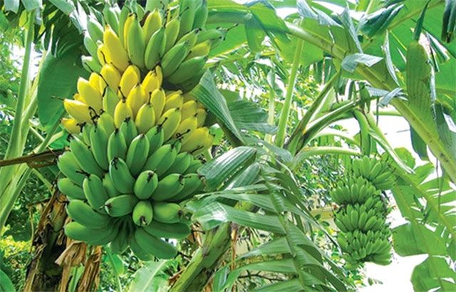 Mơ thấy buồng chuối chín vàng - Biểu tượng của sự đủ đầy và kết quả tốt đẹp Mơ thấy buồng chuối chín vàng - Biểu tượng của sự đủ đầy và kết quả tốt đẹp