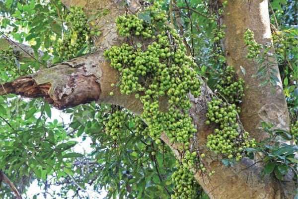 Mơ thấy cây sung - Ý nghĩa không chỉ nằm ở hình ảnh cái cây Mơ thấy cây sung - Ý nghĩa không chỉ nằm ở hình ảnh cái cây