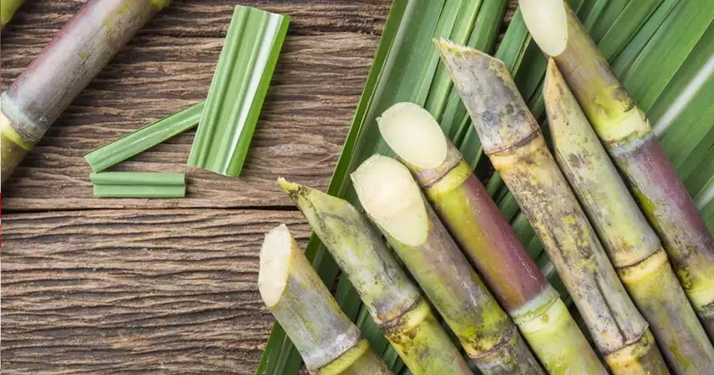 Mơ thấy cây mía - Mía khô héo Mơ thấy cây mía - Mía khô héo