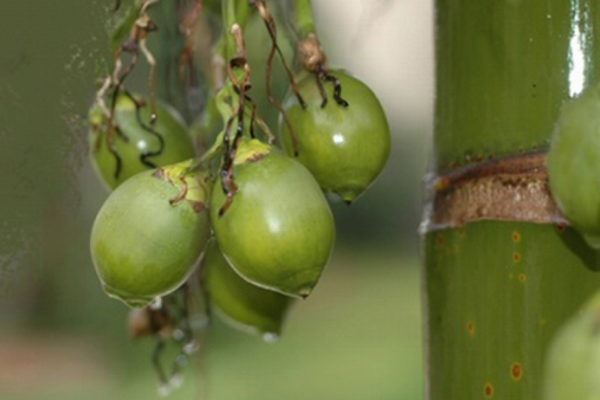 Mơ thấy buồng cau - Biểu tượng của sự gắn kết và nền nếp gia đình Mơ thấy buồng cau - Biểu tượng của sự gắn kết và nền nếp gia đình