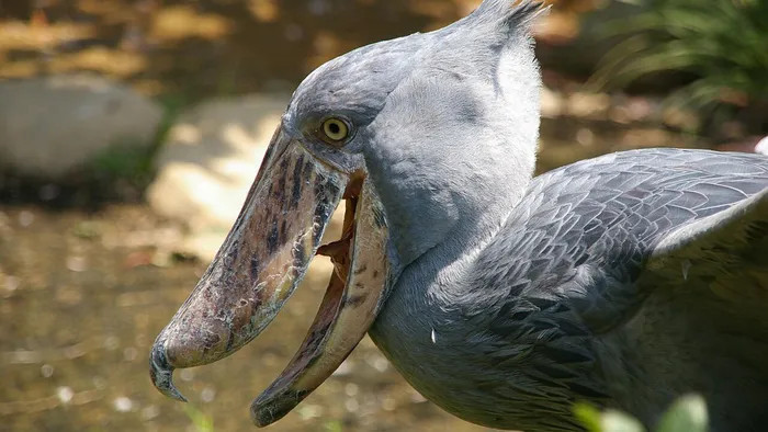 Mơ thấy bồ nông - Biểu tượng của sự nhẫn nại và tích lũy Mơ thấy bồ nông - Biểu tượng của sự nhẫn nại và tích lũy