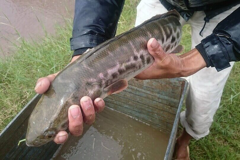 Mơ thấy bắt cá - Cá nhỏ hoặc để vuột mất là lời nhắc nên cẩn thận Mơ thấy bắt cá - Cá nhỏ hoặc để vuột mất là lời nhắc nên cẩn thận