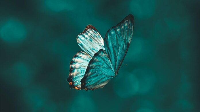 Mơ thấy bướm - Liên hệ với cảm xúc và các mối quan hệ Mơ thấy bướm - Liên hệ với cảm xúc và các mối quan hệ