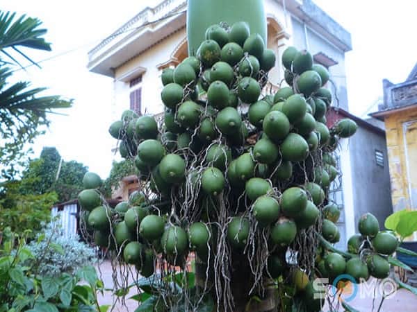 Mơ thấy buồng cau - Thấy buồng cau xanh còn non Mơ thấy buồng cau - Thấy buồng cau xanh còn non