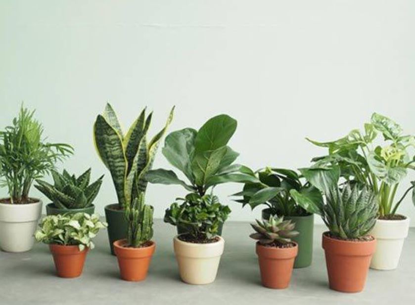 Mơ thấy cây cảnh - Giấc mơ gắn với nhu cầu cân bằng Mơ thấy cây cảnh - Giấc mơ gắn với nhu cầu cân bằng