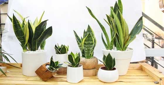 Mơ thấy cây cảnh - Cây xanh tốt, tươi lâu và đầy sức sống Mơ thấy cây cảnh - Cây xanh tốt, tươi lâu và đầy sức sống