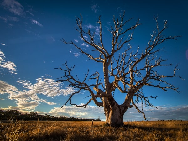 Mơ thấy cây cổ thụ - Thấy cây khô héo, gãy cành hoặc bật gốc Mơ thấy cây cổ thụ - Thấy cây khô héo, gãy cành hoặc bật gốc