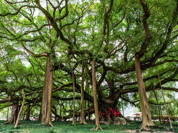 Mơ thấy cây cổ thụ - Tán cây lớn gợi cảm giác được chở che Mơ thấy cây cổ thụ - Tán cây lớn gợi cảm giác được chở che