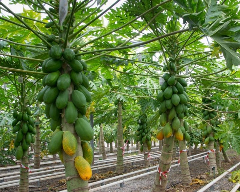 Mơ thấy cây đu đủ - Thấy cây đu đủ sai quả, xanh tốt Mơ thấy cây đu đủ - Thấy cây đu đủ sai quả, xanh tốt