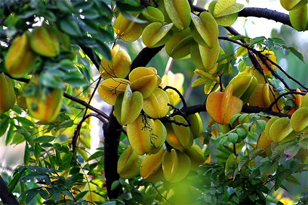 Mơ thấy cây khế - Cây khế sai quả, trĩu cành Mơ thấy cây khế - Cây khế sai quả, trĩu cành