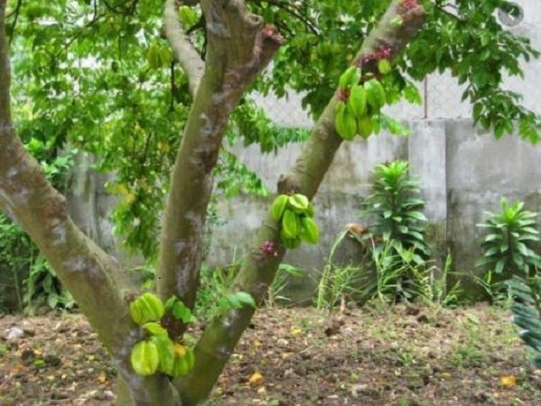 Mơ thấy cây khế - Trồng cây, tưới cây hoặc chăm sóc cây khế Mơ thấy cây khế - Trồng cây, tưới cây hoặc chăm sóc cây khế