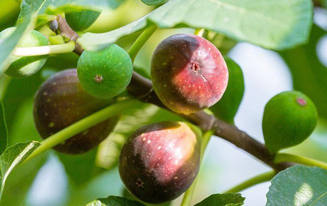 Mơ thấy cây sung - Thấy cây sung sai quả hoặc có nhiều chùm quả Mơ thấy cây sung - Thấy cây sung sai quả hoặc có nhiều chùm quả