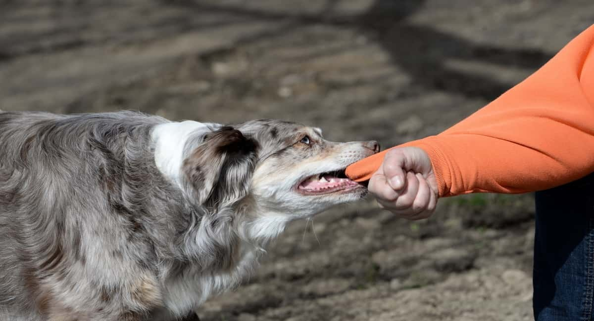 Mơ thấy bị chó cắn - Bị chó lạ đuổi rồi cắn Mơ thấy bị chó cắn - Bị chó lạ đuổi rồi cắn