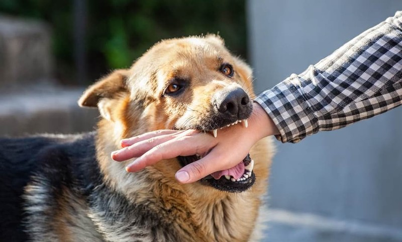 Mơ thấy bị chó cắn - Bị cắn vào tay hoặc cánh tay Mơ thấy bị chó cắn - Bị cắn vào tay hoặc cánh tay