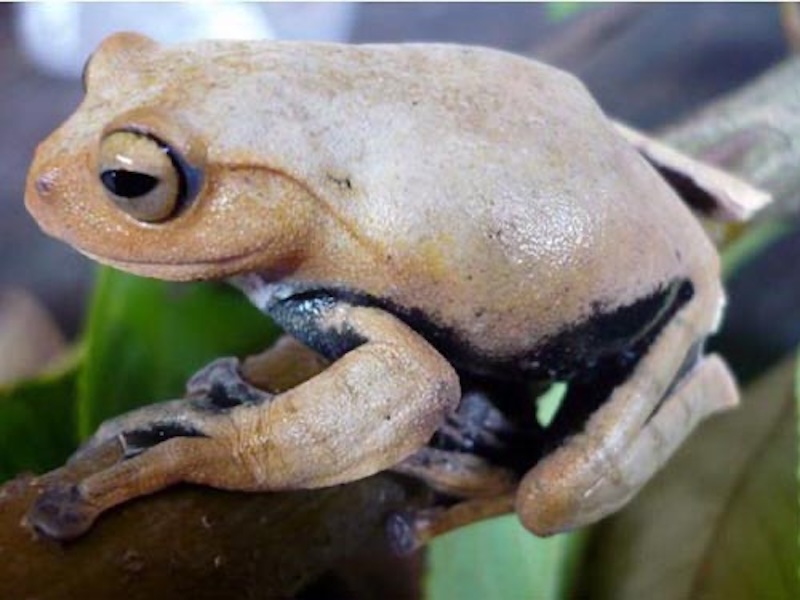 Mơ thấy bắt ếch - Bắt được rồi nhưng để ếch nhảy mất Mơ thấy bắt ếch - Bắt được rồi nhưng để ếch nhảy mất