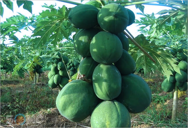 Mơ thấy cây đu đủ - Trồng, tưới hoặc chăm sóc cây đu đủ Mơ thấy cây đu đủ - Trồng, tưới hoặc chăm sóc cây đu đủ