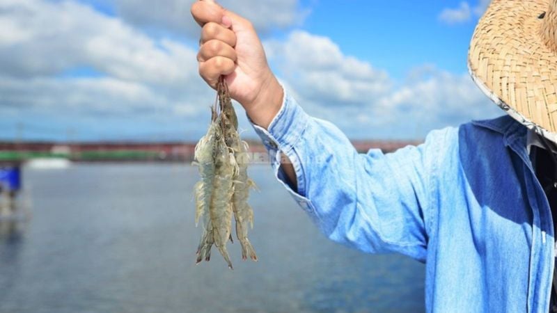 Mơ thấy bắt tôm - Bắt được nhiều tôm trong nước Mơ thấy bắt tôm - Bắt được nhiều tôm trong nước