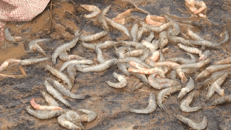 Mơ thấy bắt tôm - Bắt tôm ở ao, sông hay ruộng nước Mơ thấy bắt tôm - Bắt tôm ở ao, sông hay ruộng nước