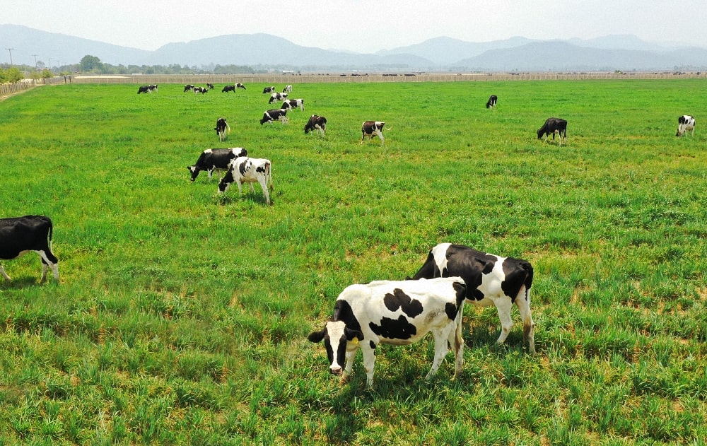 Mơ thấy bò - Thấy mình chăn bò, dắt bò hoặc mua bò Mơ thấy bò - Thấy mình chăn bò, dắt bò hoặc mua bò