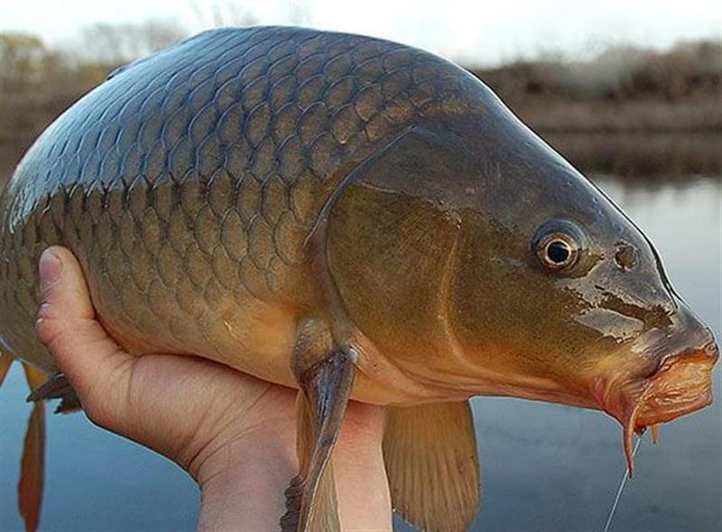 Mơ thấy bắt cá - Dùng dụng cụ bắt cá nói về chiến lược dài hơi Mơ thấy bắt cá - Dùng dụng cụ bắt cá nói về chiến lược dài hơi