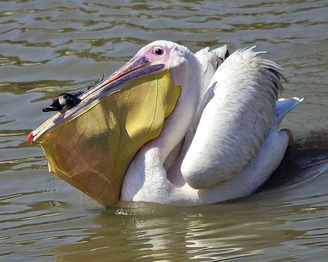 Mơ thấy bồ nông - Mơ thấy bồ nông tấn công hoặc rượt đuổi mình Mơ thấy bồ nông - Mơ thấy bồ nông tấn công hoặc rượt đuổi mình