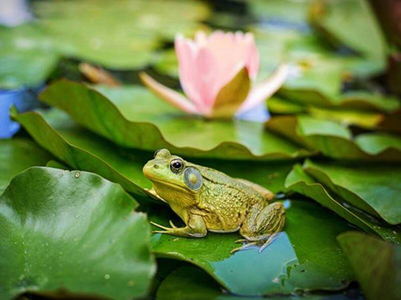 Mơ thấy bắt ếch - Cảm xúc của bạn trong lúc mơ Mơ thấy bắt ếch - Cảm xúc của bạn trong lúc mơ