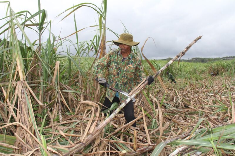 Mơ thấy cây mía - Cánh đồng mía rộng Mơ thấy cây mía - Cánh đồng mía rộng